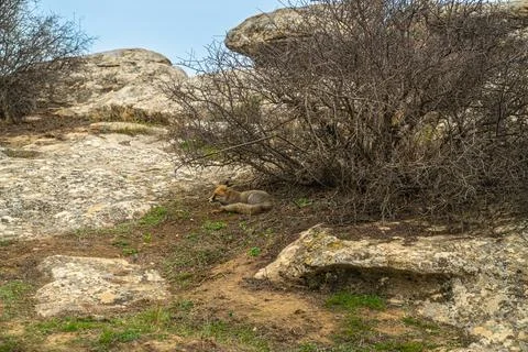 Side view of a relaxing fox Stock Photos
