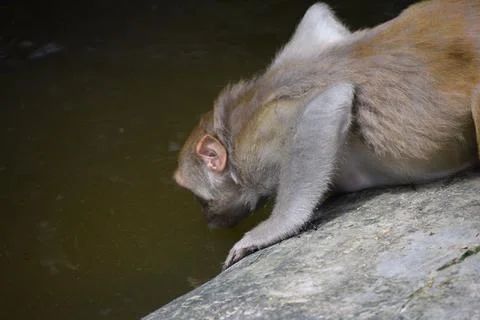 Side view of a rhesus macaque drinking water from a pond. Stock Photos