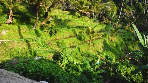 Side view of rice terraces in Bali Stock Footage 112273719