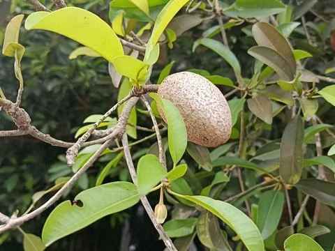 Side View of Ripe Sapodilla Fruit Growing on Tree Branch Stock Photos