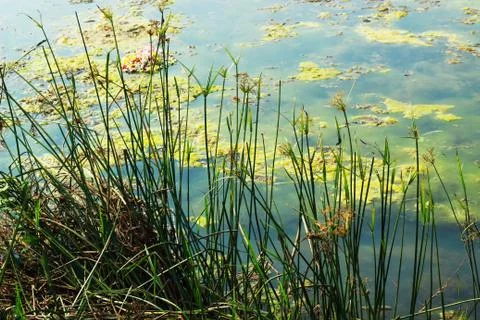 Side view of a river Stock Photos