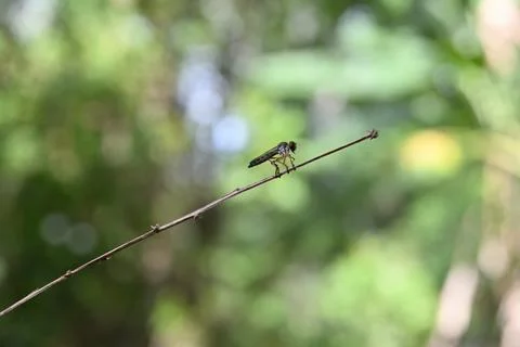 Side view of a robber fly (assassin fly) sits on an elevated plant stem Stock Photos