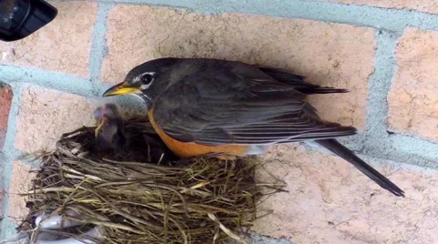Side view of robin guarding babies in nest. Stock Footage 66275344
