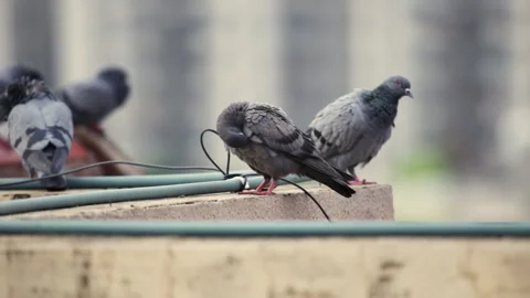 Side view of a rock pigeon cleaning itself. Stock Footage 133026909