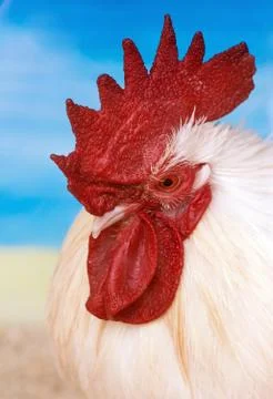 Side view of a rooster with a bright red comb Stock Photos