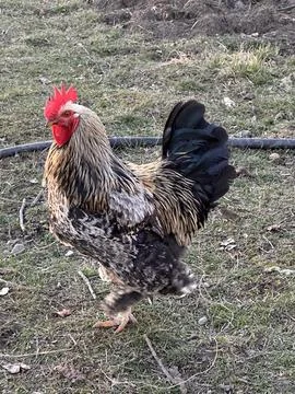 Side View of Rooster Walking on Grass Stock Photos