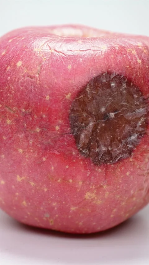 Side view rotten apple rotating at vertical composition Stock Footage 211800793