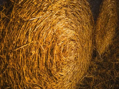 Side view of round hay bale with golden spiral texture Stock Photos