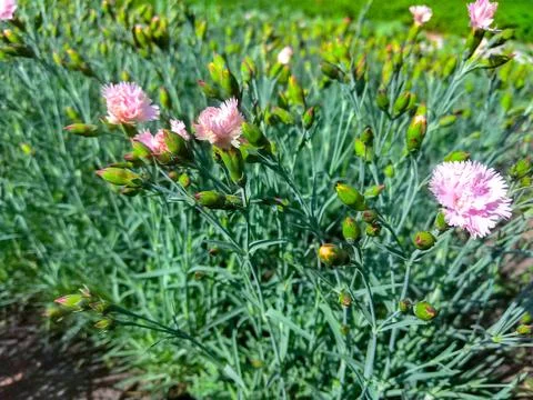 Side view on a row of pink and white carnation flowers in a summer garden Stock Photos