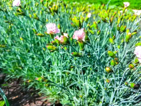 Side view on a row of pink and white carnation flowers in a summer garden Stock Photos
