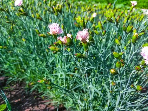 Side view on a row of pink and white carnation flowers in a summer garden Stock Photos