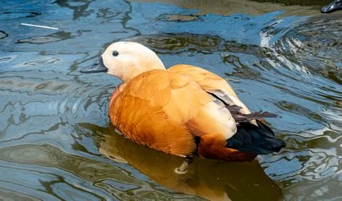 Side view of a Ruddy Shelduck in a pond, highlighting its unique coloration.. Stock Photos