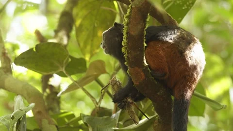 Side view of a Saddleback Monkey eating a Big Locust its caught  head first Video stock 196281316