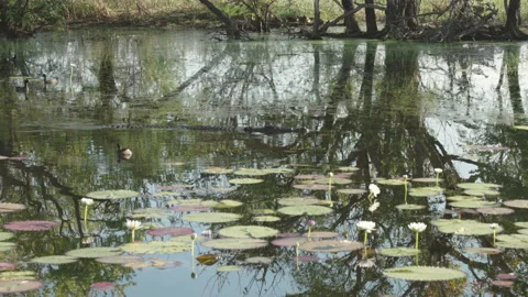 Side view of a saltwater crocodile approaching at marlgu billabong 스톡 동영상 158205085