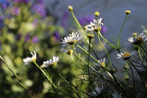 Side view of scentless chamomile plants in bloom Stock Photos