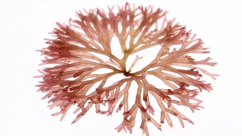 Side view of Scinaia furcellata red seaweed swaying underwater Stock Footage 339417419