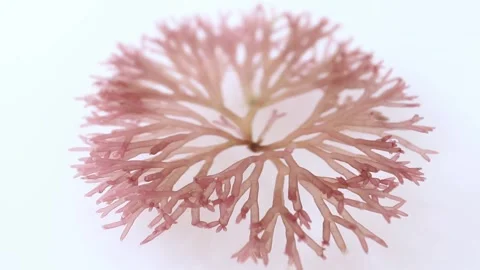 Side view of Scinaia furcellata red seaweed for spa and cosmetic concepts Stock Footage 340127564