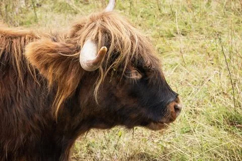 Side view of a Scottish cow's head Stock Photos