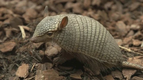 Side view of a screaming hairy armadillo 스톡 동영상 75402287