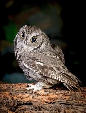 Side view of screech owl. Stock Photos
