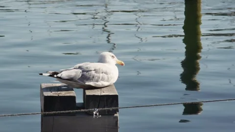 Side view of a seagull against the background of the sea 库存影片 252781317