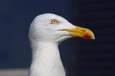 Side view of a seagull Stock Photos