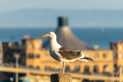 Side View of Seagull sitting on a post near Santa Monica Beach Stock Photos