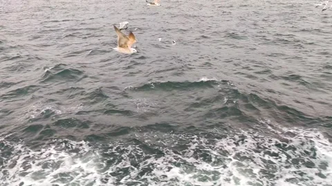 Side View of Seagulls Flying Over Deep Blue Sea Waves Following a Ferry Boat Video stock 331996572