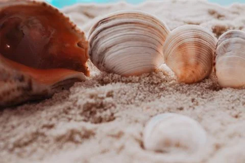 Side view of seashells on sand, sun ray falling Stock Photos