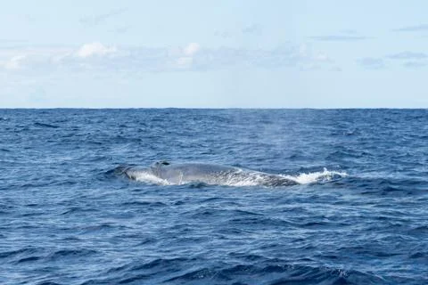 Side view of a Sei Whale (Balaenoptera borealis) and its blow hole Stock Photos