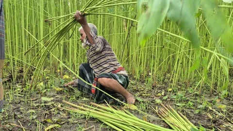 Side View Of Senior Farmer Harvesting Green Raw Jute Stalks In Pabna Bangladesh Stock-Footage 341323615