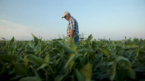 Side view of senior farmer walking in soybean field examining crop. Stock Footage 138891599