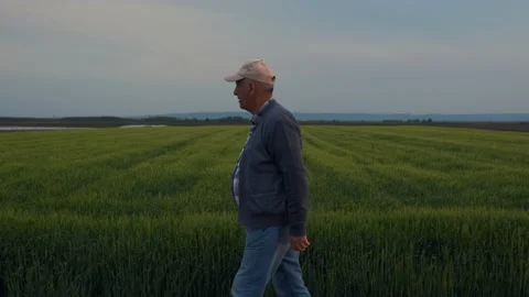 Side view of senior farmer walking in barley field examining crop. Stock Footage 205659232