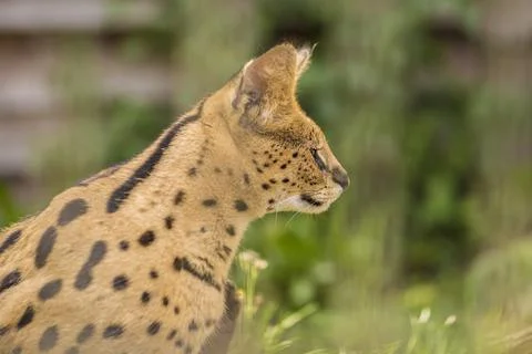 Side view of a Serval cat sitting in the green grass and looking to the right Stock Photos