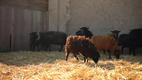 Side view of several Rams of different shades of brown eating hay while walking Stock Footage 313274521