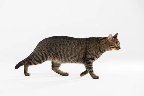 Side view as she-cat walks across the white background. 写真素材