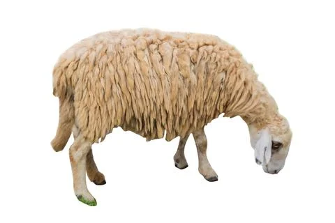 Side view of sheep isolated on background GNG Stock Photos