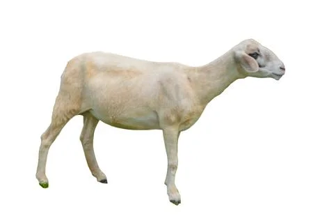 Side view of sheep isolated on background GNG Stock Photos