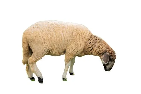Side view of sheep isolated on background GNG Stock Photos