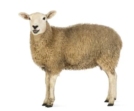 Side view of a Sheep looking at camera against white background Stock Photos