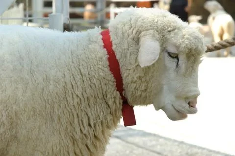 Side view of a sheep 库存照片