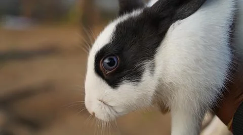 Side view shot of Rabbit eye. Rabbit staring at the camera with scary mood. Stock Photos