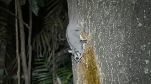 Side view shot of a sugar glider feeding on a rainforest tree on a winter night Video stock 227509720