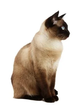 Side view of siamese cat isolated on white Stock Photos