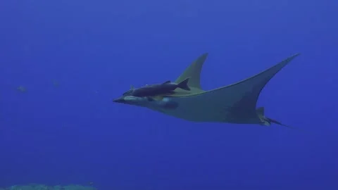 Side view of sicklefin devil ray drifting in the blue ocean on the Azores. Stock Footage 145173714