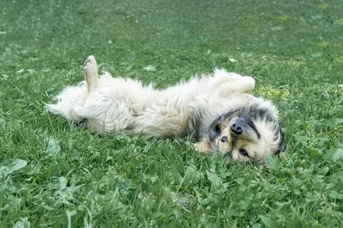 Side view of a silly dog rolling on a green lawn, with space for text above and Фото