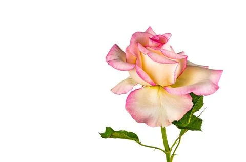 Side view of single beautiful blooming pink rose with green leaves isolate... 스톡 사진
