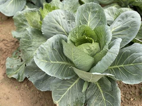 Side View Of Single Green Cabbage Plant With Detailed Leaf Texture Stock Photos