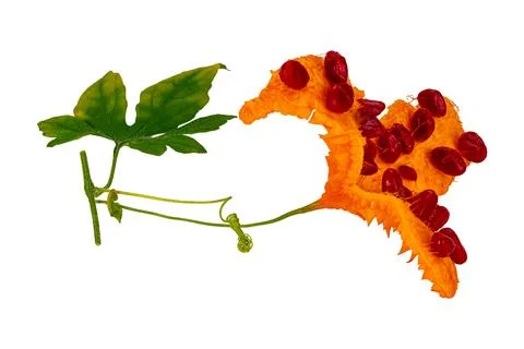 Side view of single ripe Bitter Gourd with red seeds. Stock-Fotos