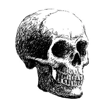 Side view of skull イラスト素材